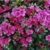 Japanse Azalea (Rhododendron 'Geisha Purple') 1 Japanse Azalea (Rhododendron 'Geisha Purple') -Tuinplanten Winkel 20080618111157 4