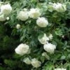Klimroos (Rosa 'White Climber')