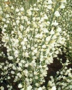 Brem (Cytisus Praecox 'Albus') 5 Brem (Cytisus Praecox 'Albus') -Tuinplanten Winkel 20080709095512 4 2 2