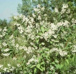 Bruidsbloem (Deutzia Magnifica) -Tuinplanten Winkel 20080709115428 15 3