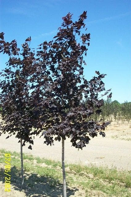 Noorse Esdoorn (Acer Platanoides 'Royal Red') 4 Noorse Esdoorn (Acer Platanoides 'Royal Red') - Afbeelding 2