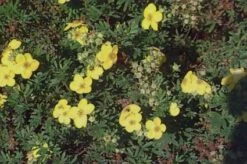 Ganzerik (Potentilla Fruticosa 'Tangerine') 5 Ganzerik (Potentilla Fruticosa 'Tangerine') -Tuinplanten Winkel 20080709121352 1