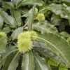 Kastanjeboom (Castanea Sativa 'Lyon') -Tuinplanten Winkel 20080714110014 2