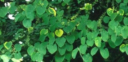 Katsoera (Cercidiphyllum Japonicum 'Pendulum') 4 Katsoera (Cercidiphyllum Japonicum 'Pendulum') - Afbeelding 2