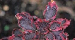 Beuk (Fagus Sylv. 'Purpurea Tricolor')