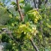 Gele Ribes (Ribes Odoratum) -Tuinplanten Winkel 20080716085510 2