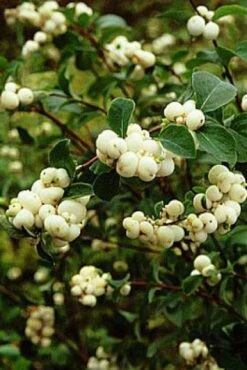 Sneeuwbes (Symphoricarpos Doorenbosii 'White Hedge') -Tuinplanten Winkel 20080716100308 2