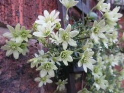 Groenblijvende Clematis (Clematis 'Early Sensation') -Tuinplanten Winkel 20080717114421 1