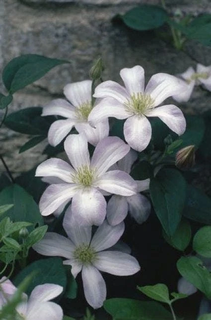 Bosrank (Clematis 'Huldine') 3 Bosrank (Clematis 'Huldine')