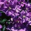 Bosrank (Clematis 'Perle D'azur') -Tuinplanten Winkel 20080717115230 1