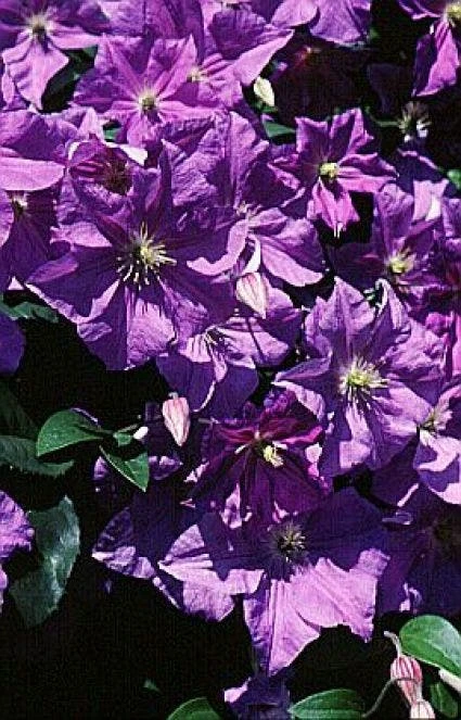 Bosrank (Clematis 'Perle D'azur') 3 Bosrank (Clematis 'Perle D'azur')