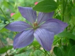 Bosrank (Clematis 'Mrs Cholmondeley') 13 Bosrank (Clematis 'Mrs Cholmondeley') -Tuinplanten Winkel 20080717140453 1