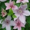 Bosrank (Clematis 'John Paul II') -Tuinplanten Winkel 20080729120639 1