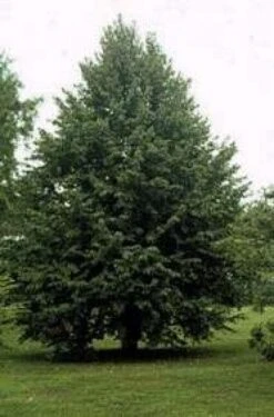 Boomhazelaar (Corylus Colurna) -Tuinplanten Winkel 20080730122121 12