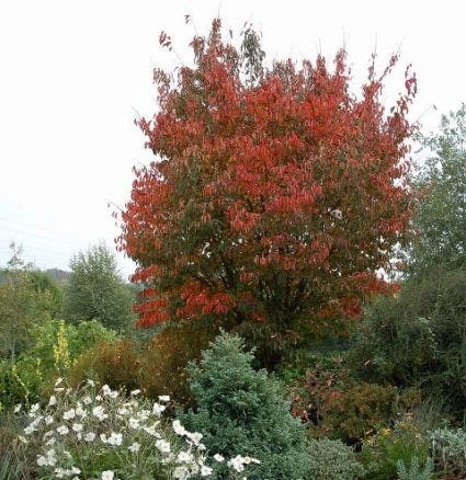 Japanse Sierkers (Prunus Sargentii) 3 Japanse Sierkers (Prunus Sargentii)