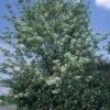Gewone Meelbes (Sorbus Aria) 2 Gewone Meelbes (Sorbus Aria) -Tuinplanten Winkel 20080730123017 5