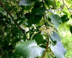 Winterlinde, Bosplantsoen (Tilia Cordata)