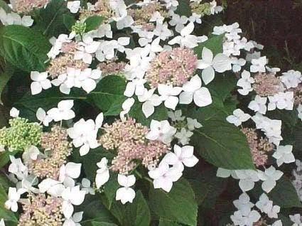Hortensia (Hydrangea Macrophylla 'Lanarth White') 3 Hortensia (Hydrangea Macrophylla 'Lanarth White')