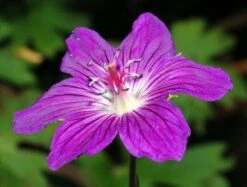 Ooievaarsbek (Geranium Wlassovianum) -Tuinplanten Winkel 20080820085859 1