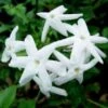 Jasmijn (Jasminum Polyanthum) -Tuinplanten Winkel 20080918110728 2