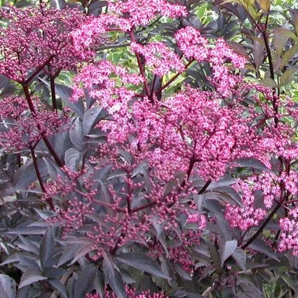 Vlier (Sambucus Nigra 'Thundercloud') 3 Vlier (Sambucus Nigra 'Thundercloud')