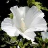 Altheastruik (Hibiscus Syriacus 'Totus Albus')