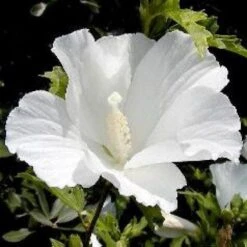Altheastruik (Hibiscus Syriacus 'Totus Albus')