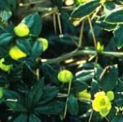 Zuurbes (Berberis Frikartii 'Telstar') -Tuinplanten Winkel 20081022100720 2