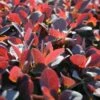 Zuurbes (Berberis Thunbergii 'Atropurpurea') -Tuinplanten Winkel 20081022102742 4