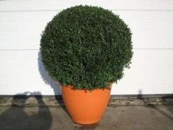 Buxusbol (Buxus Sempervirens, Bolvorm) -Tuinplanten Winkel 20081031111337 20