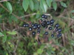 Wilde Liguster (Ligustrum Vulgare) 7 Wilde Liguster (Ligustrum Vulgare) -Tuinplanten Winkel 20081105105531 5