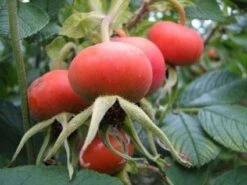 Rimpelroos (Rosa Rugosa 'Alba') -Tuinplanten Winkel 20081105114016 2