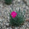 Anjer (Dianthus Gratianopolitanus 'Badenia') 2 Anjer (Dianthus Gratianopolitanus 'Badenia') -Tuinplanten Winkel 20081112150110 1
