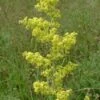 Walstro (Galium Verum) -Tuinplanten Winkel 20081112151310 1