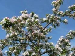 Sierappel (Malus 'Professor Sprenger') -Tuinplanten Winkel 20081113143001 11