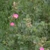 Wilde Roos (Rosa Rubiginosa)