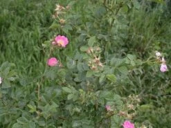 Wilde Roos (Rosa Rubiginosa)