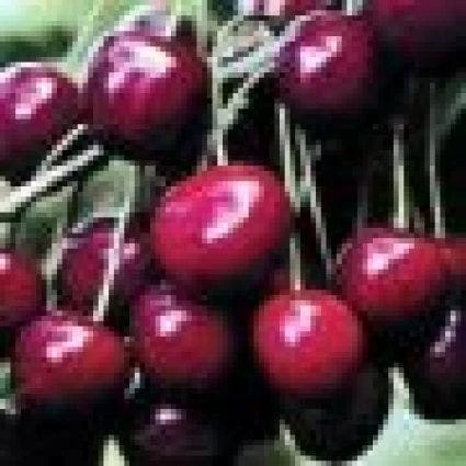 Kersenboom (Prunus Avium 'Meikers') 4 Kersenboom (Prunus Avium 'Meikers') - Afbeelding 2