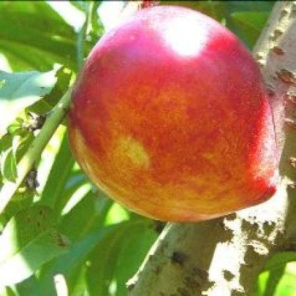 Perzikboom (Prunus Persica 'Brugnon') 3 Perzikboom (Prunus Persica 'Brugnon')