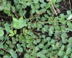 Kleine Pimpernel (Sanguisorba Minor) 8 Kleine Pimpernel (Sanguisorba Minor) -Tuinplanten Winkel 20081120103625 1