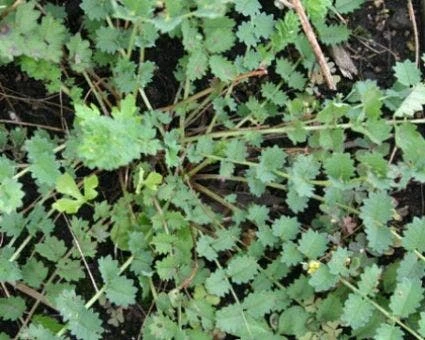 Kleine Pimpernel (Sanguisorba Minor) 5 Kleine Pimpernel (Sanguisorba Minor) - Afbeelding 3