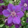 Bosrank (Clematis 'Gipsy Queen')