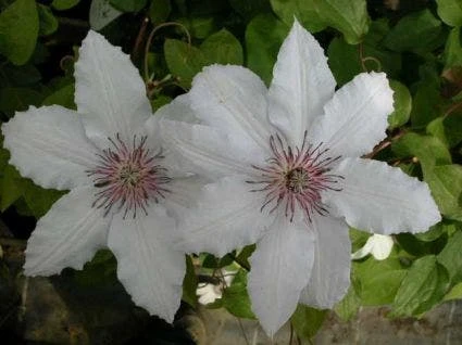 Bosrank (Clematis 'Snow Queen') 5 Bosrank (Clematis 'Snow Queen') - Afbeelding 3