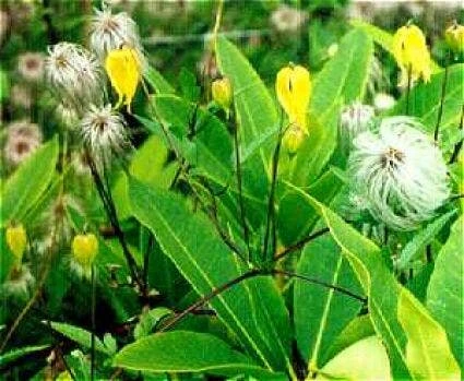 Bosrank (Clematis Tangutica) 3 Bosrank (Clematis Tangutica)