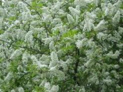 Gewone Vogelkers, Bosplantsoen (Prunus Padus)