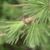 Lariks (Larix Kaempferi) -Tuinplanten Winkel 20081126103614 1