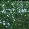 Veenpluis (Eriophorum Angustifolium) -Tuinplanten Winkel 20081127123700 1