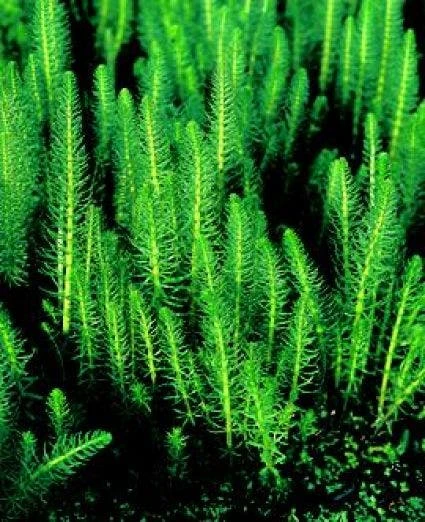 Lidsteng (Hippuris Vulgaris) 3 Lidsteng (Hippuris Vulgaris)