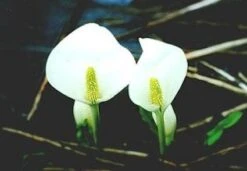 Witte Moerasaronskelk (Lysichiton Camtschatcense)