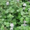 Watermunt (Mentha Aquatica) -Tuinplanten Winkel 20081127124622 1
